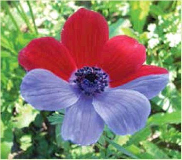 תמונה של כלנית נדירה במרגלות הגלבוע